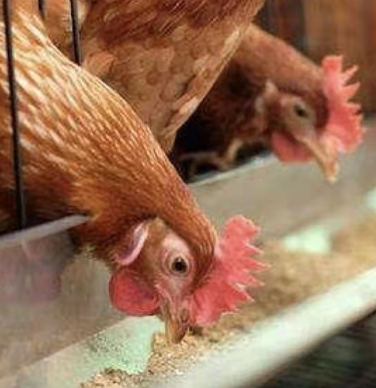 Unsur mikro apa yang ada dalam bahan tambahan pakan?