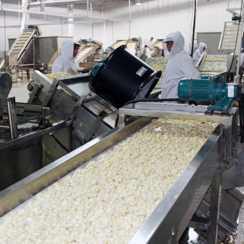 Jaminan Kualitas Cincin Kucai Kering/Bawang Hijau Dehidrasi dengan ISO/HACCP/HALAL