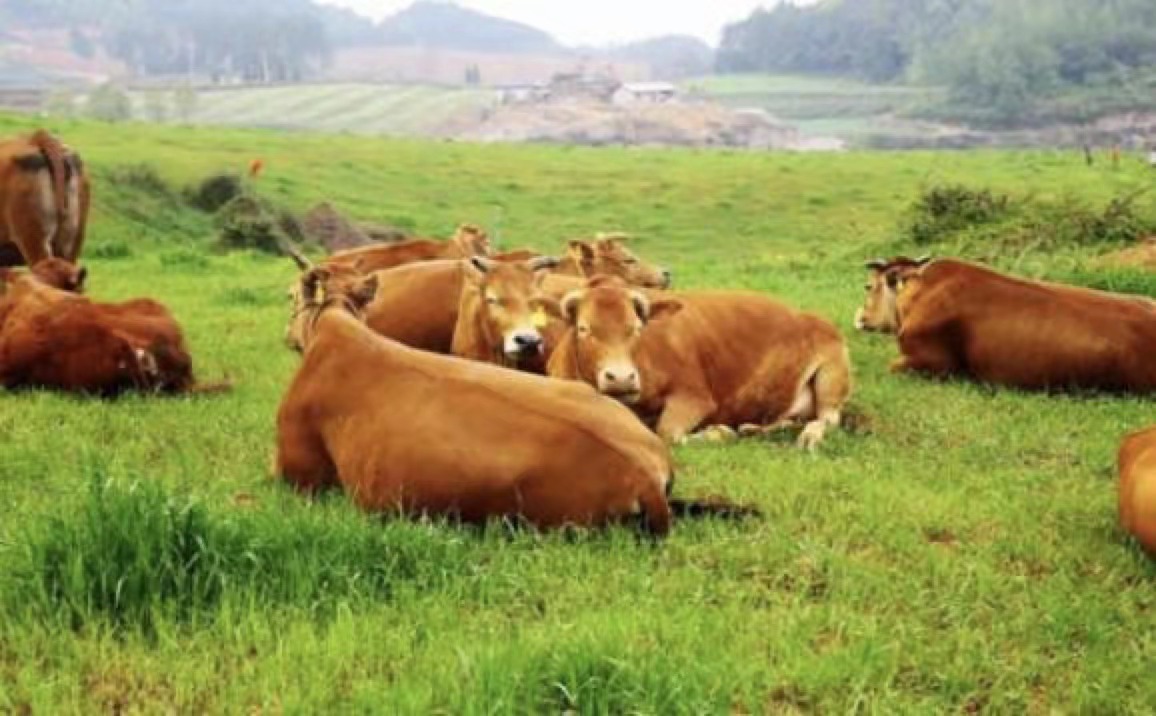 Apa itu bahan tambahan pakan alami?