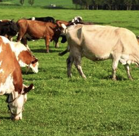 Mengapa menggunakan bahan tambahan pakan?