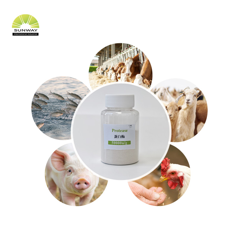 Pasokan Pabrik Bubuk Enzim Protease Alkali Kelas Pangan Kelas Pakan Cas 9014-01-1