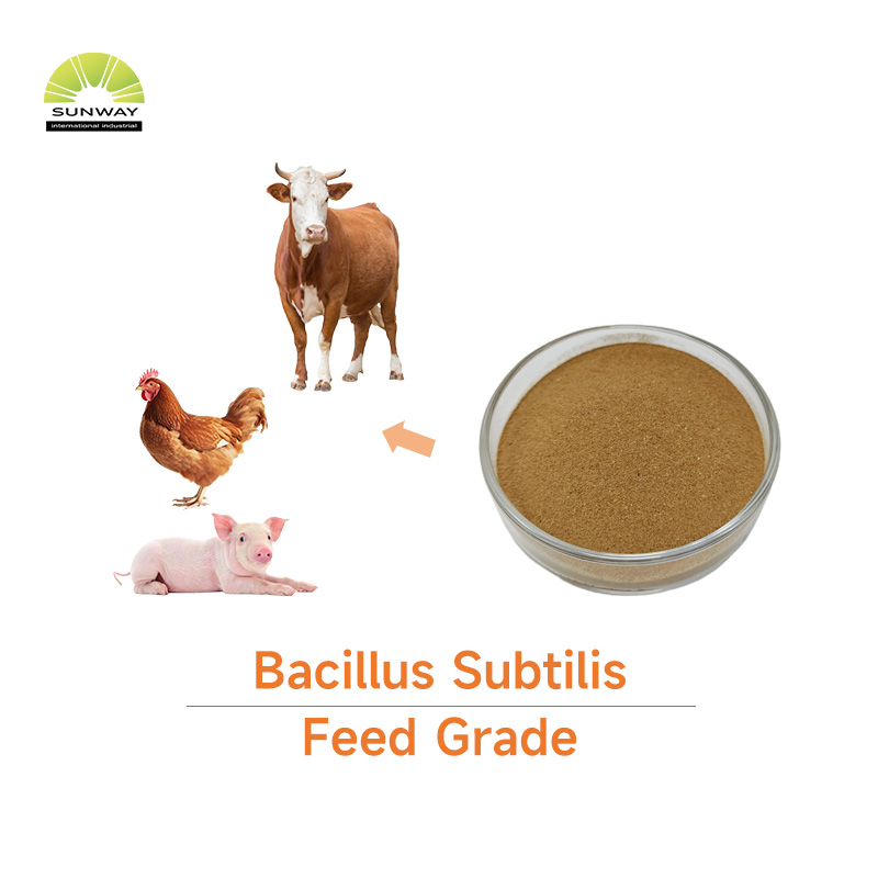 Probiotik Clostridium Butyricum Pakan Ternak untuk Unggas, Ayam, Ayam Pedaging, Ayam Petelur, Babi, Sapi, Ikan Perah, Udang, Pakan Hewan Peliharaan