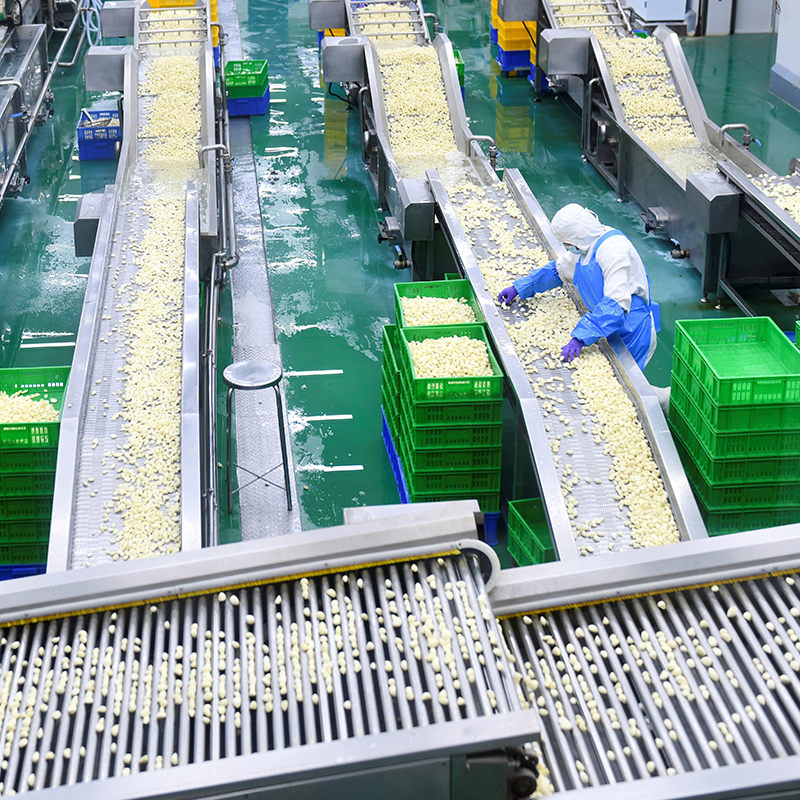 Jaminan Kualitas Cincin Kucai Kering/Bawang Hijau Dehidrasi dengan ISO/HACCP/HALAL