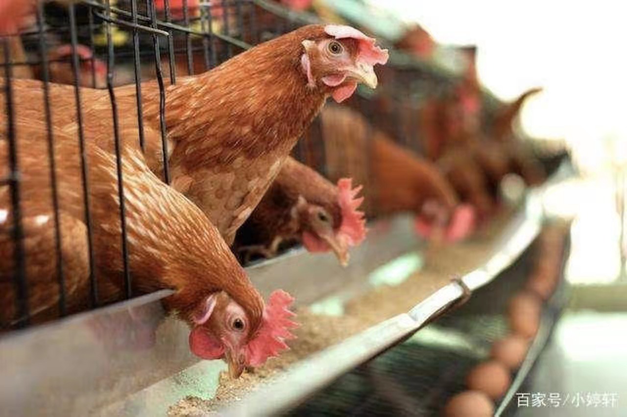 nutrisi dari bahan tambahan pakan