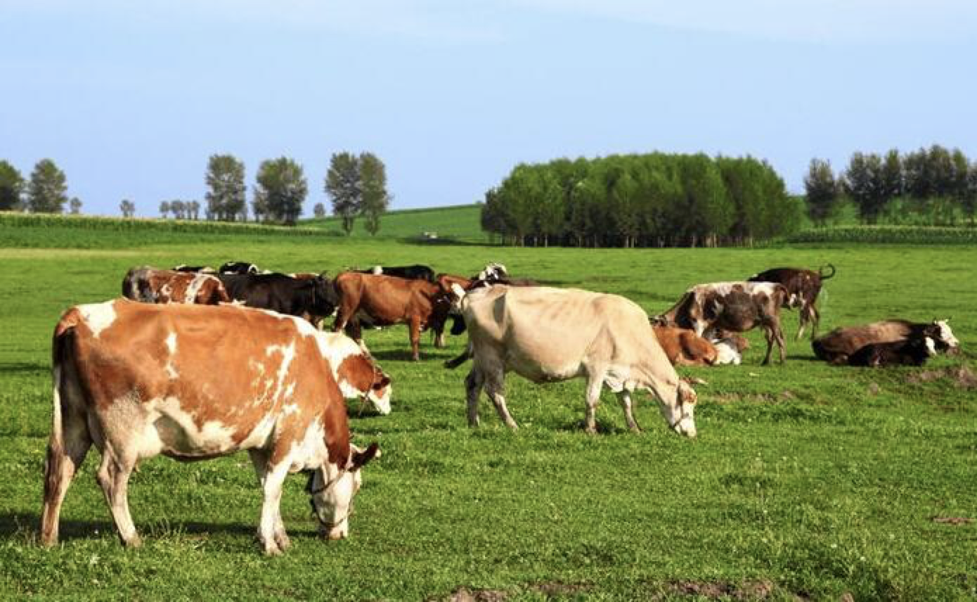 Apa bahan tambahan pakan yang baik?