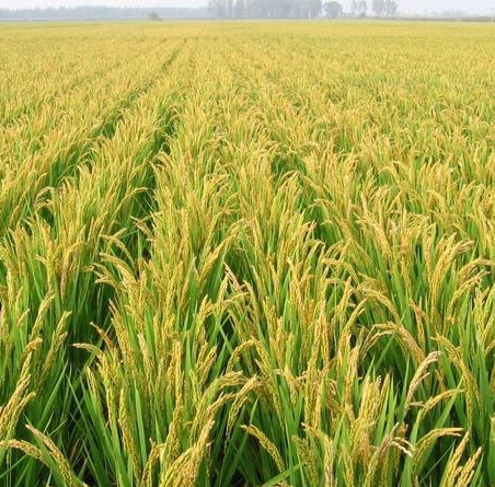 Apa pupuk nitrogen yang baik?