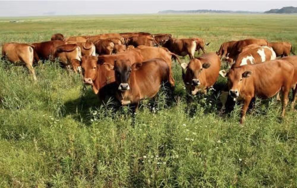 Keuntungan dari bahan tambahan pakan